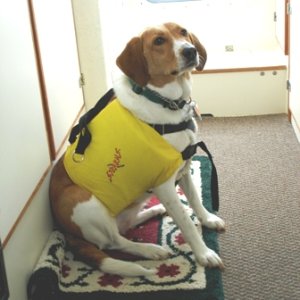 C-dog Samantha in PFD (pooch flotation device)