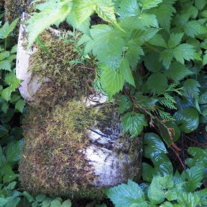 Media 'Older totems.' in album 'Spent more time in Desolation Sound than anticipated.'