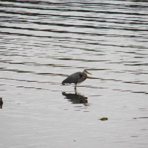 Bird.