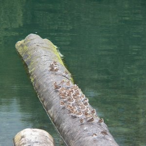 Even more birds.