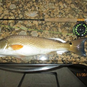 Media '22 inch Redfish' in album 'Fishing platform up front'