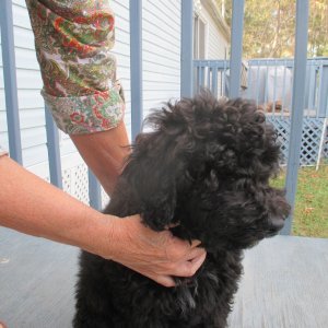 "LEXIE" at 13 weeks