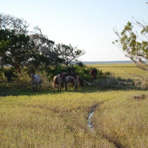 Wild Horses Cumberland Island