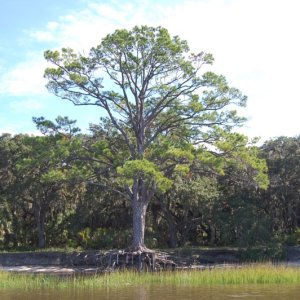 Media 'Cedar Tree ready to be claimed by the sea' in album 'Sand Cliffs along St Marys River'
