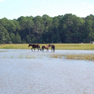 Stallion, Mare and Colt grazing in the salt water marsh. Amazing how healthy these horses are.