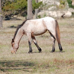 Wild Horse's
