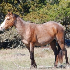 Cumberland Island 004