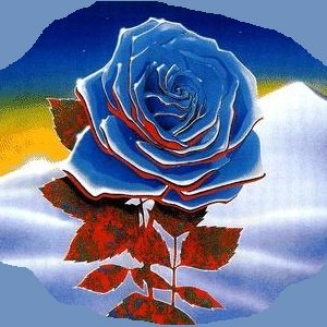The elusive blue rose