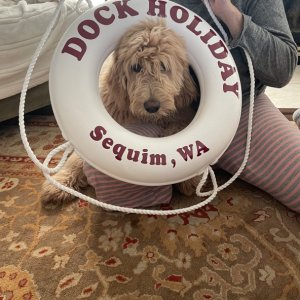 Media 'Boat dog #2' in album 'And so it begins'