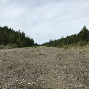June - Abandoned Airstrip - Cypress Island