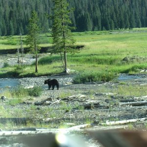 Grizzly bear in Lamar Valley