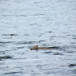 coyote or wolf swimming across the Yellowstone river