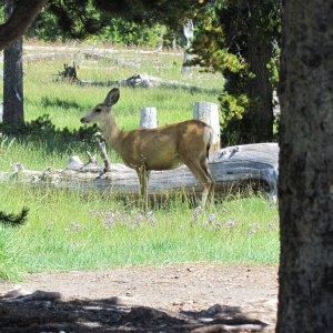 Media 'Eagle Bay campsite on Yellowstone Lake a resident checks us out' in album 'IMG 1198'