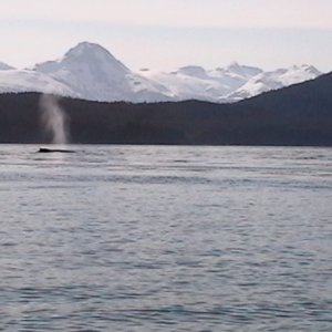 Whales active near Aaron Island