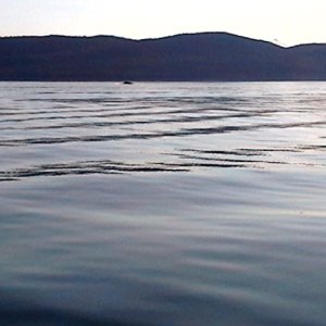 Whales keeping their distance from boaters