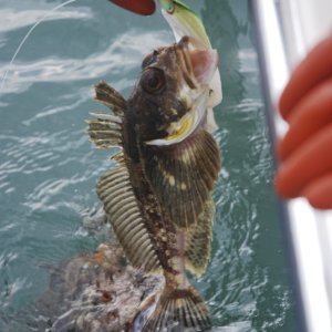 Fish Eat Fish World