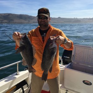 Nice rock cod
