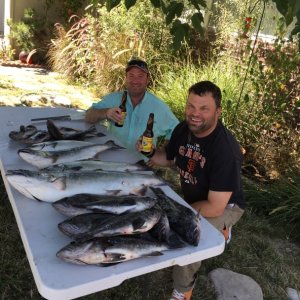 Media 'First salmon limits for my Tomcat...plus some nice cod' in album 'First fish'
