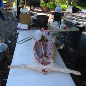 pig-before
