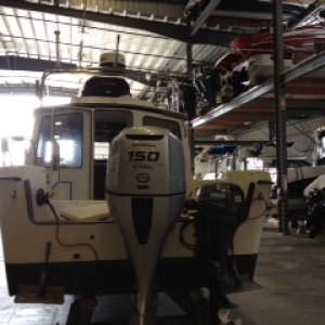 CautionHorse stern view