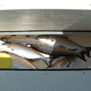 Scooter in-deck fish hold with macerator (50" by 29" by 12")