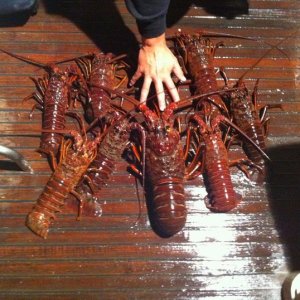 Opening season lobsters