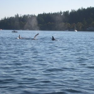 Orcas...West of Brown Island near Friday Harbor, Wa. 8/06