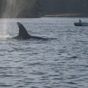 Killer Whale...West of Brown Island near Friday Harbor, Wa.  8/06