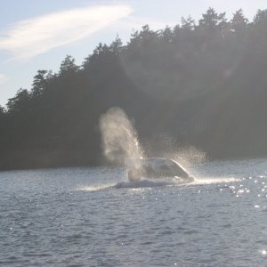 Orca breaching West of Brown Island near Friday Harbor, Wa.  8/06
