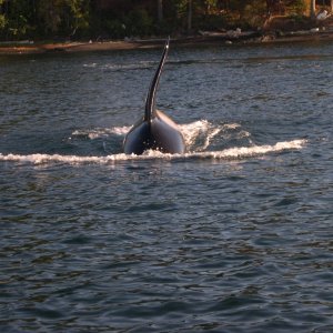 Killer Whale cruising towards "Sea Shift".  8/06