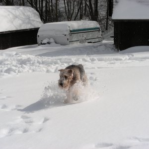 Boomer the snowdog!