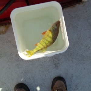 30/08/2011..Perch fishing...24 more to go for my limit
