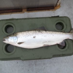 07/14/2015
1st Atlantic Salmon of the year-only 8# but they sure fight. About 1/2 hour earlier I had one hit and nearly tore my rod holder  off the boat , but the line broke at the split ring. FUN!