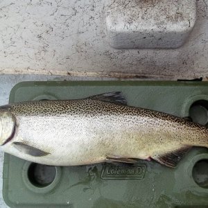 Sept.3/2015
Finally caught a King.( 11#). not very silver but the meat is good for smoking. Where are all the fish this year!!!