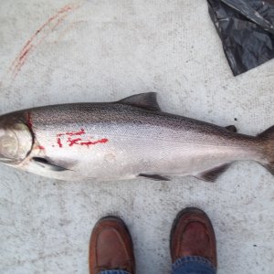 Nailed this King Salmon on June 23/203...16.5 lbs. It was very fresh and strong for its size. Fought for a long time before I was able to net it.
