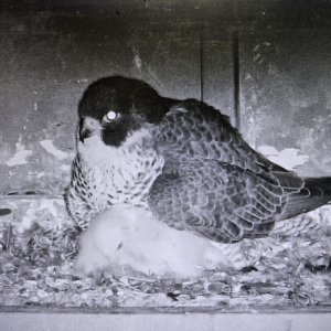 Media 'Peregrine Nest on the International Bridge between Sault Ste. Marie ON  and Sault Ste. Marie Michigan.  Interesting to Watch Live.' in album '1985 C-Dory 22 Angler Classic entering Canadian  Customs  Oct.9/09'
