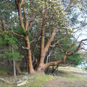 Madrona tree, Stuart Island.