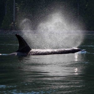 Orca Johnson Straits