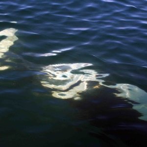 Orca under Sea Wolf