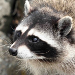 Racoon