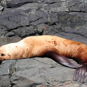 Sea Lion Broughtons