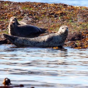 Seals Telegraph Cove