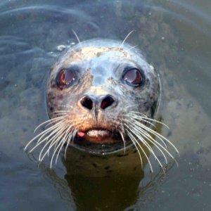 Seal
