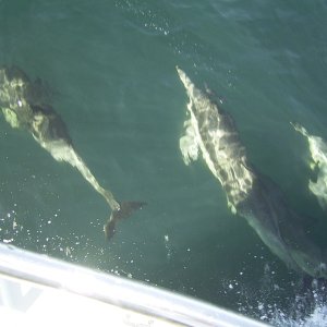 Dolphins playing on the bow