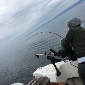 Media 'Chinook time' in album 'Lake Roosevelt WA'