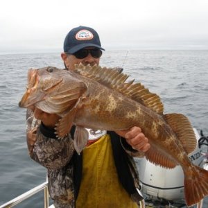 Media '8 ling cod and 21 Albacore Tuna 90 mile north of SF.. 40miles off Bodega Bay.......235 mile Round Trip  Aug 2009' in album 'Shirley Mae and Grandson Damien'