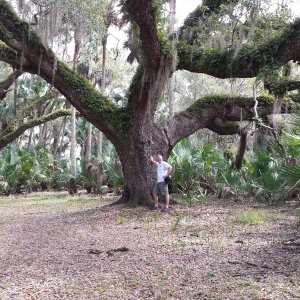A Hike to "Bear Tree" at Hontoon.