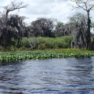 Alligator on the move.