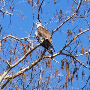 2015-03-04 osprey