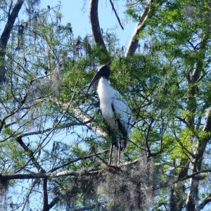 Wood Stork